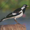 Black And White Magpie Lark Diamond Painting