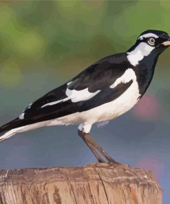 Black And White Magpie Lark Diamond Painting