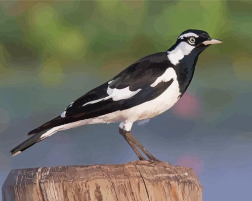 Black And White Magpie Lark Diamond Painting