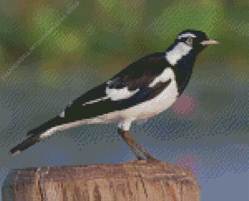 Black And White Magpie Lark Diamond Painting