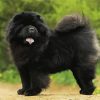 Black Chow Chow Dog Diamond Painting