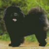 Black Chow Chow Dog Diamond Painting