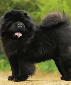 Black Chow Chow Dog Diamond Painting