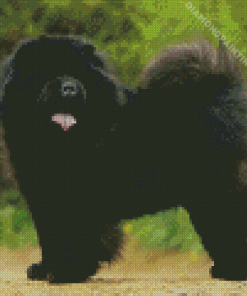 Black Chow Chow Dog Diamond Painting