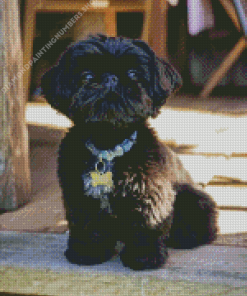 Black Shih Tzu Dog Diamond Painting