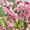 Blooming Peach Tree Diamond Painting