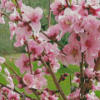 Blooming Peach Tree Diamond Painting