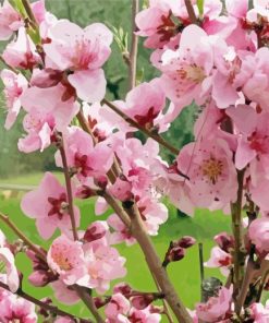 Blooming Peach Tree Diamond Painting