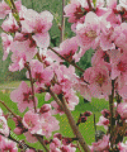 Blooming Peach Tree Diamond Painting