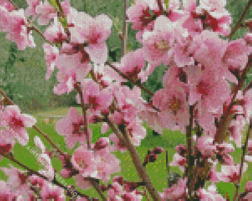 Blooming Peach Tree Diamond Painting