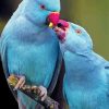 Blue Indian Ringneck Birds Diamond Painting