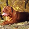 Brown Dog de Bordeaux Diamond Painting