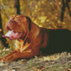 Brown Dog de Bordeaux Diamond Painting