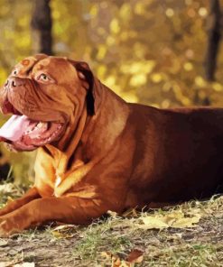 Brown Dog de Bordeaux Diamond Painting