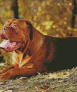 Brown Dog de Bordeaux Diamond Painting