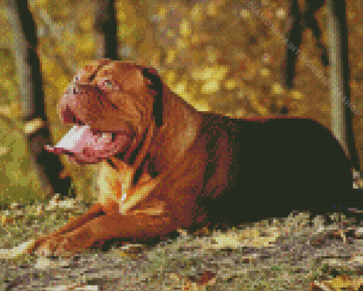 Brown Dog de Bordeaux Diamond Painting