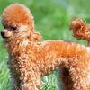 Brown Miniature Poodle Dog Diamond Painting