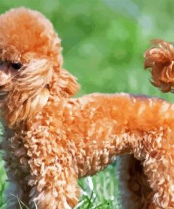 Brown Miniature Poodle Dog Diamond Painting