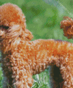 Brown Miniature Poodle Dog Diamond Painting