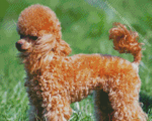 Brown Miniature Poodle Dog Diamond Painting