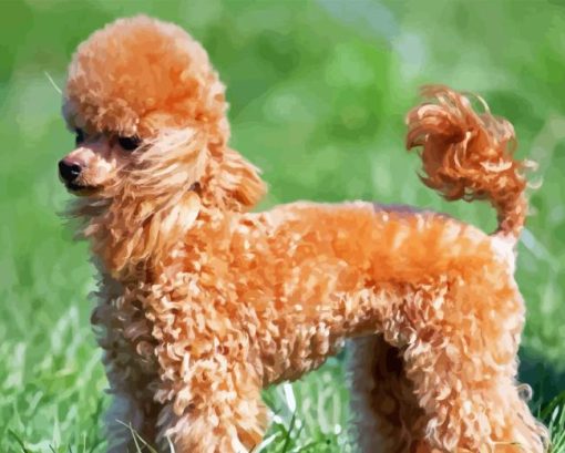 Brown Miniature Poodle Dog Diamond Painting