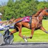 Brown Horse Harness Racing Diamond Painting