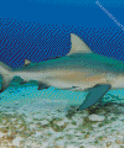 Bull Shark Diamond Painting