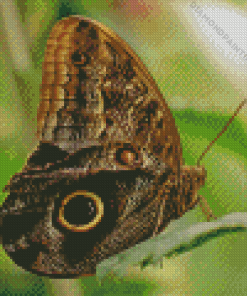 Butterfly Eye Diamond Painting