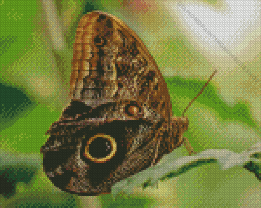 Butterfly Eye Diamond Painting