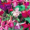 Colorful Fuchsia Flowers Diamond Painting