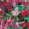 Colorful Fuchsia Flowers Diamond Painting