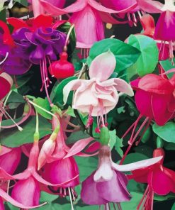 Colorful Fuchsia Flowers Diamond Painting