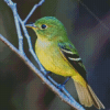 Green Little Tyrant Flycatchers Diamond Painting