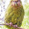 Kakapo Bird On Stick Diamond Painting