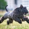 Kerry Blue Terrier Running In Field Diamond Painting