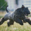 Kerry Blue Terrier Running In Field Diamond Painting