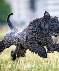 Kerry Blue Terrier Running In Field Diamond Painting