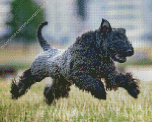 Kerry Blue Terrier Running In Field Diamond Painting