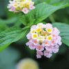 Lantana Light Pink Diamond Painting