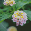 Lantana Light Pink Diamond Painting