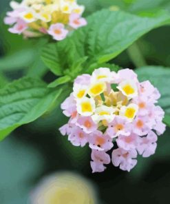 Lantana Light Pink Diamond Painting