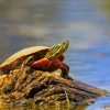 Little Red Turtle Diamond Painting