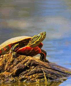 Little Red Turtle Diamond Painting