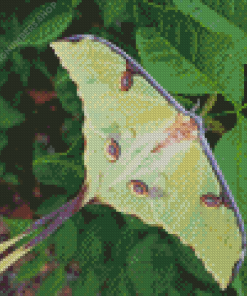 Luna Moth Diamond Painting