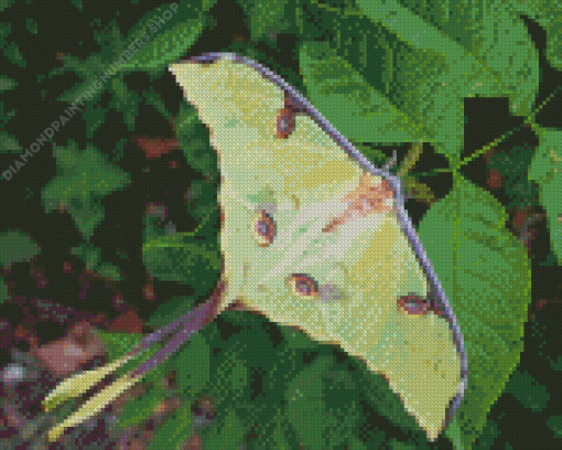 Luna Moth Diamond Painting