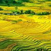 Paddy Field Landscape Diamond Painting