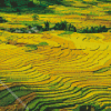 Paddy Field Landscape Diamond Painting