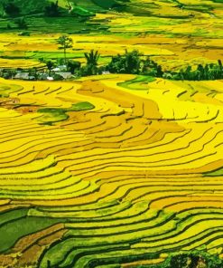 Paddy Field Landscape Diamond Painting