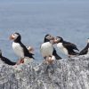 Puffins On Rocks Diamond Painting