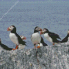 Puffins On Rocks Diamond Painting